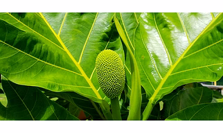 BREADFRUIT