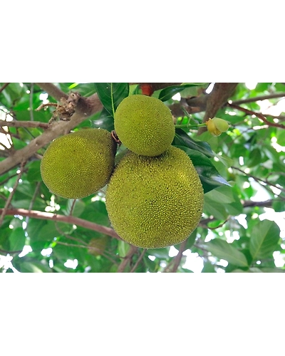 BREADFRUIT-1