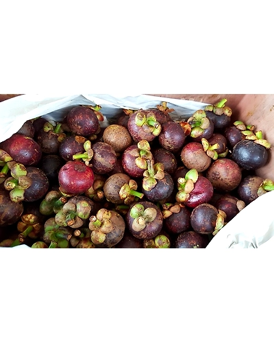 MANGOSTEENS-2