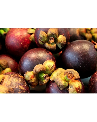 MANGOSTEENS-1