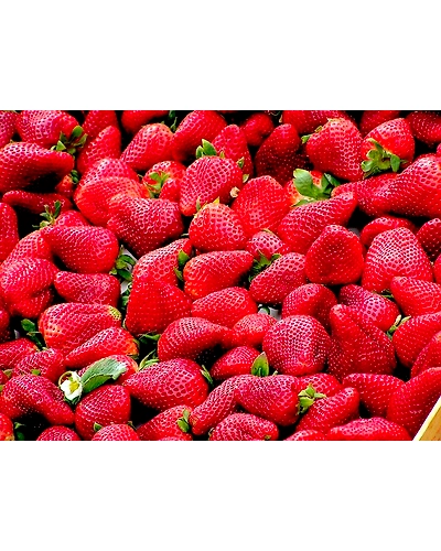 STRAWBERRIES-12337228