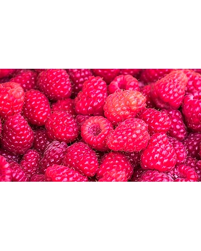 RASPBERRIES-12337230