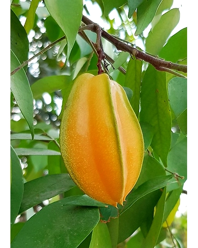 CARAMBOLA-5