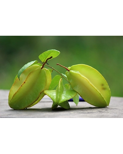 CARAMBOLA-4