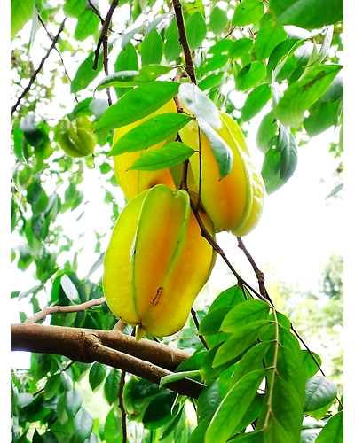 CARAMBOLA-2