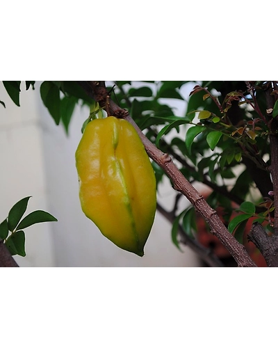 CARAMBOLA-1