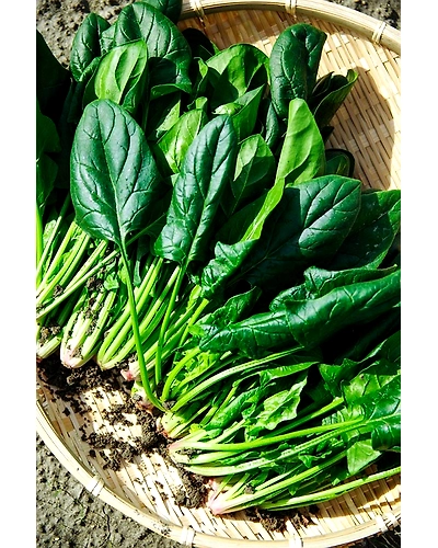 SPINACH-4