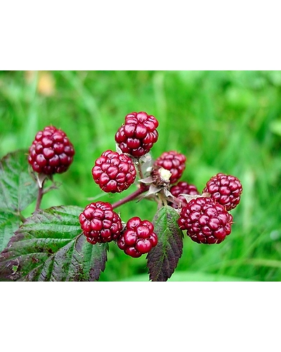 MULBERRIES-12337280