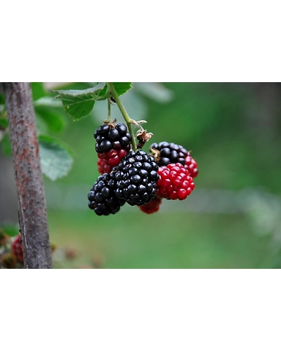 MULBERRIES-1