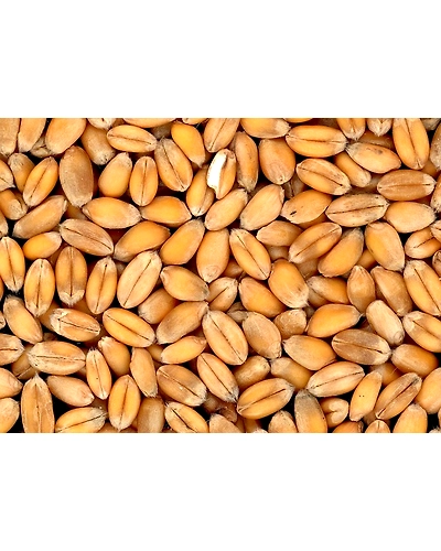 WHEAT-1