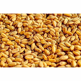 wheat