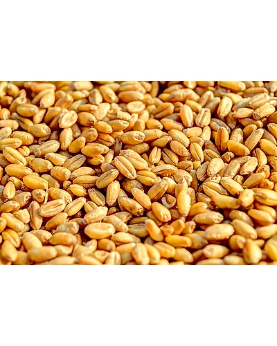WHEAT-12337296