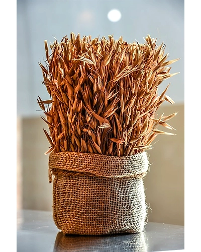 WHEAT-3