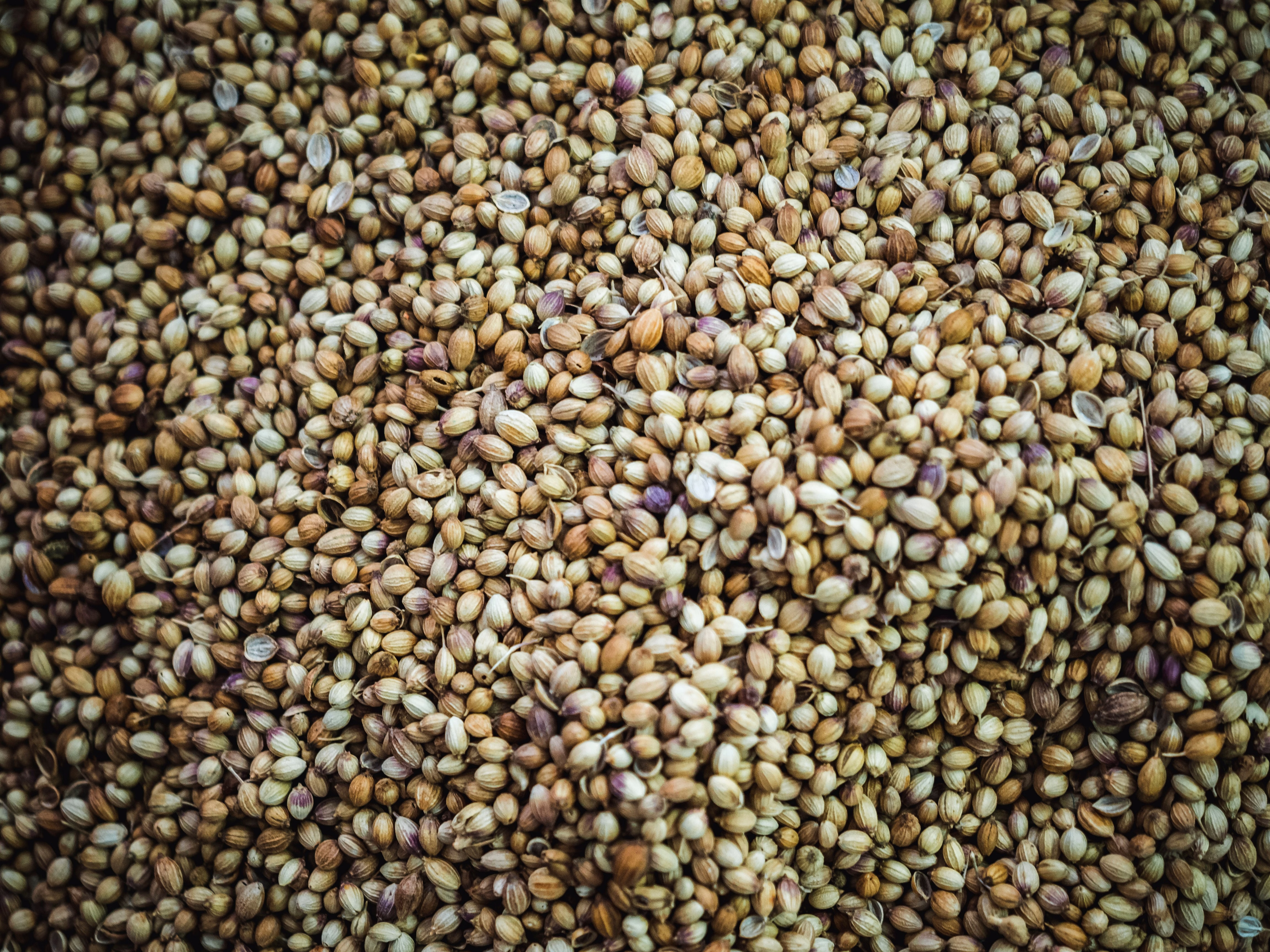 coriander seeds