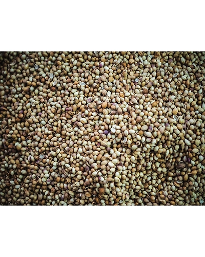 CORIANDER SEEDS-12337564