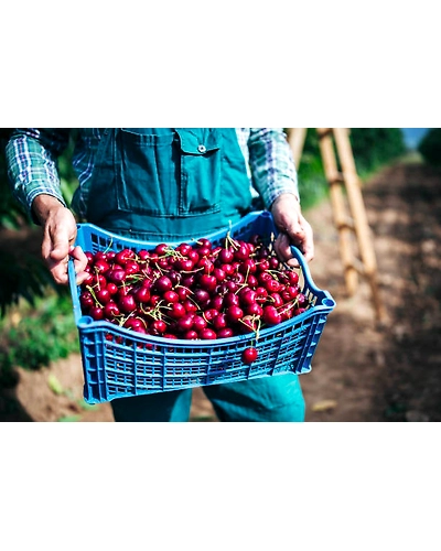 CHERRIES-3