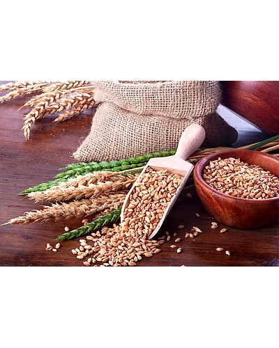 BARLEY-2