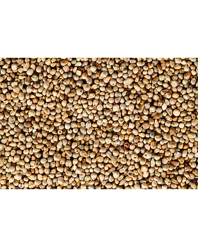 PEARL MILLET-1