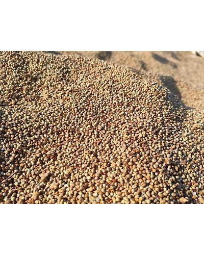 PEARL MILLET-3