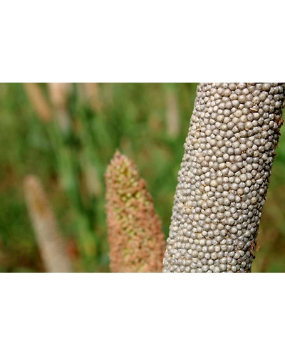 PEARL MILLET-4