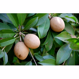 sapota