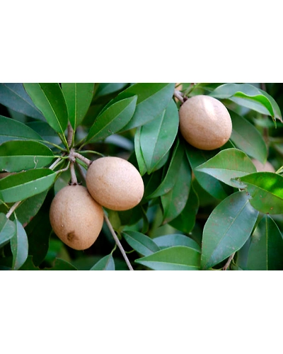 SAPOTA-12337692