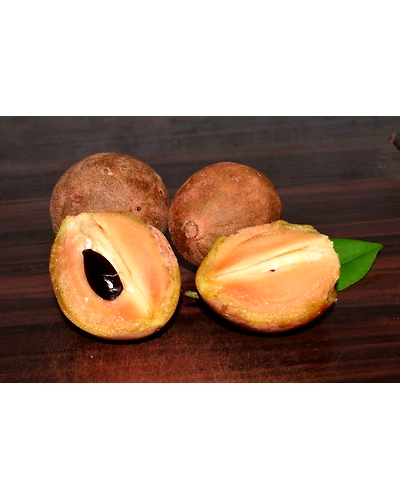 SAPOTA-1
