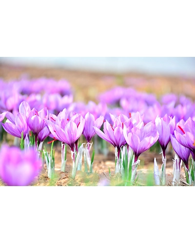 SAFFRON-3