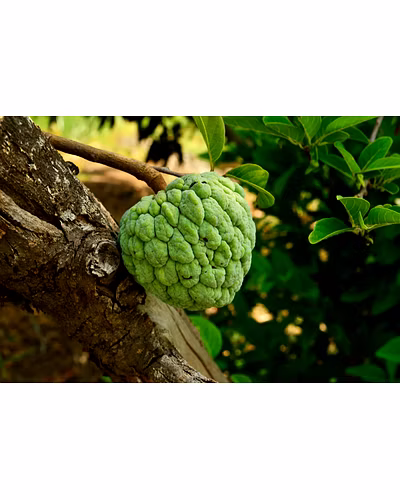 CUSTARD APPLE-2