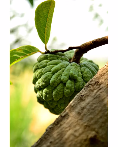 CUSTARD APPLE-1