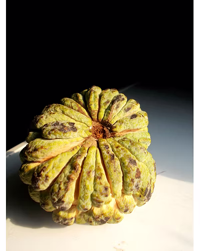 CUSTARD APPLE-12337710