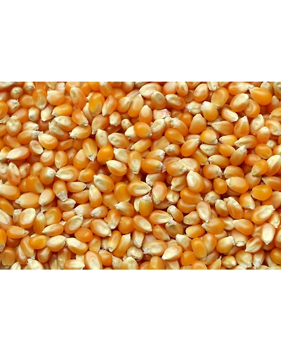 MAIZE-3