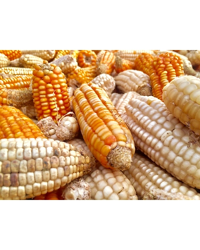 MAIZE-2