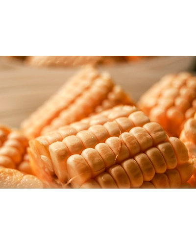 MAIZE-1