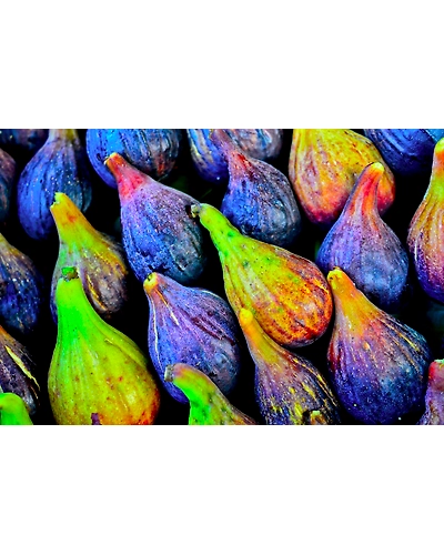 FIGS FRESH-1