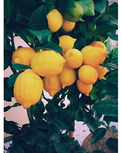 LEMONS-4