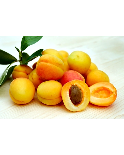 APRICOT-12337764