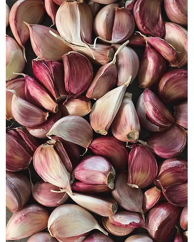GARLIC-12337768