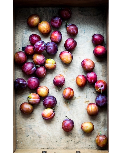 PLUMS-2