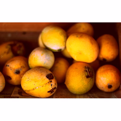 mangoes