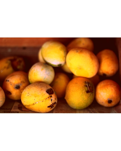 MANGOES-12337776