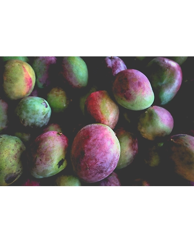 MANGOES-1
