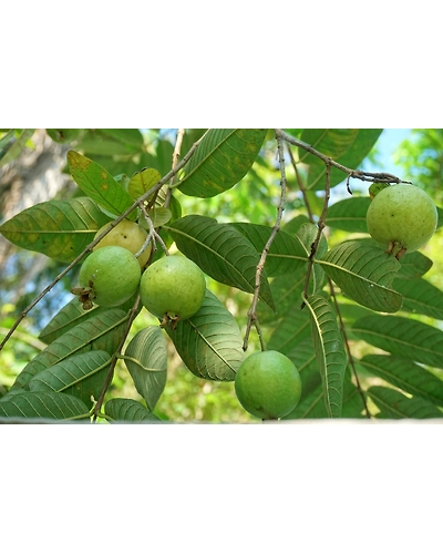 GUAVA-4