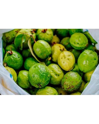 GUAVA-12337780