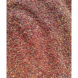 mustard seed