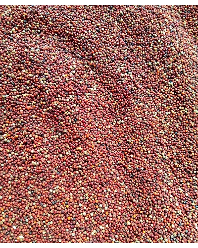MUSTARD SEED-12337786
