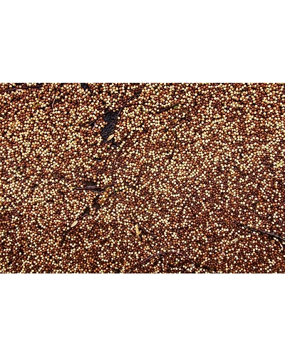 MUSTARD SEED-2