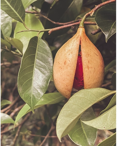 NUTMEG-12337792