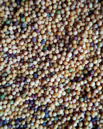 MUSTARD-1