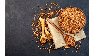 SORGHUM